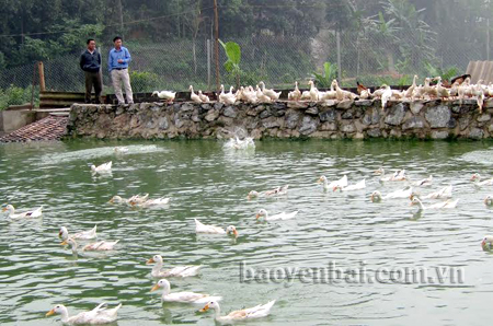 Mô hình nuôi vịt kết hợp nuôi cá của hội viên Đỗ Ngọc Doanh mang lại hiệu quả kinh tế cao.